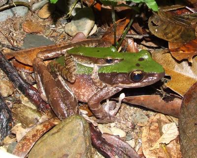 Odorrana chloronota frogs