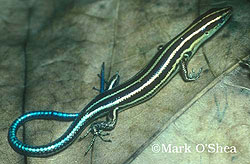 blue tailed skink