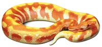 blood python