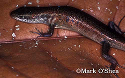 The Brown Four-Fingered Skink