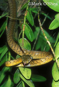 Brown Treesnake