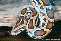 Burmese Python