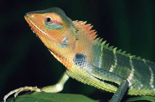 A male Calotes calotes displays coloration intended to attract females.