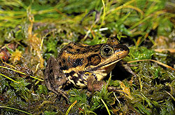 Carpenter frog