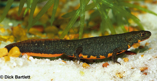 Chinese fire-bellied newt by Dick Bartlett.