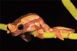 Clown treefrogs vocalize when barometric pressure changes accompany an approaching storm.
