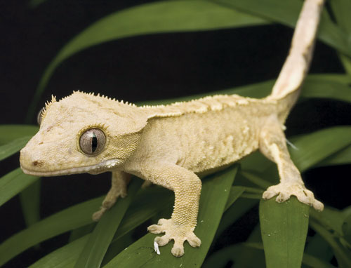 crested geckos