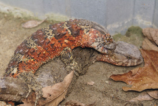 crocodile lizard