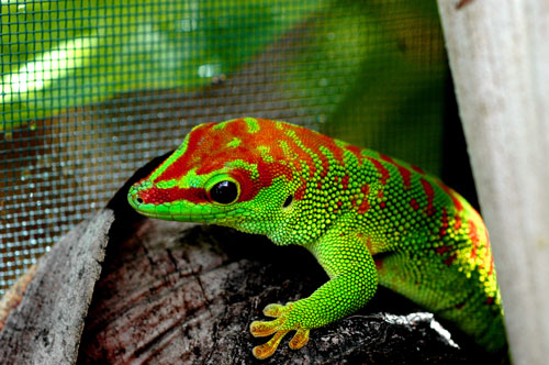 day gecko