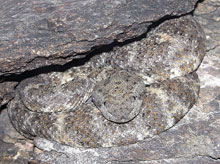 El Muerto speckled rattlesnake
