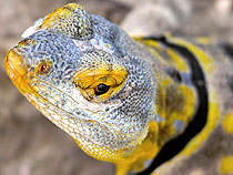 Baja rock lizard