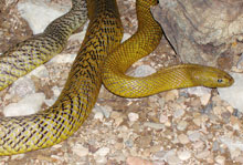 inland taipan