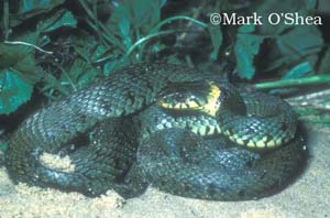 English grass snake