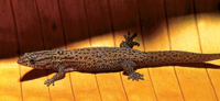 Florida reef gecko