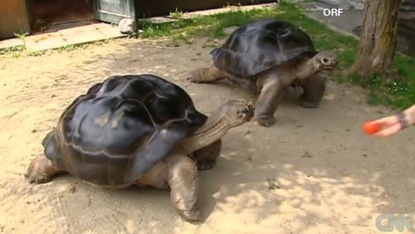 Bibi and Poldi galapagos tortoises