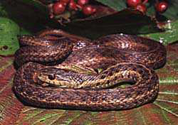 The Garter Snake