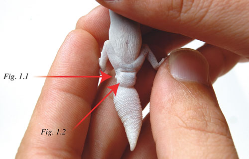 Before breeding you’ll naturally need to determine the sexes of Diplodactylus. A male is pictured here. Figure 1.1 indicates the hemipenal bulge, and Figure 1.2 points out the cloacal-type spurs.