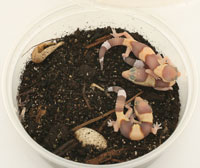 The sex of a gecko hatchling can be predetermined by the temperature during incubation