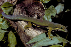 lined day gecko 