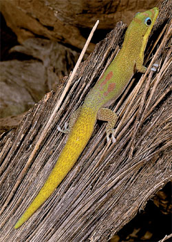 gold dust day gecko 