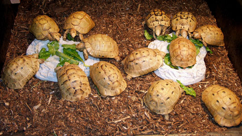 Breeding Golden Greek Tortoises