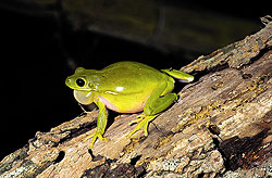 green treefrog