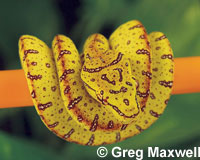 green tree python