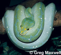 green tree python