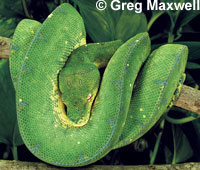 green tree python