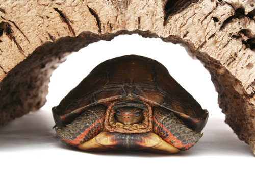 turtle hides