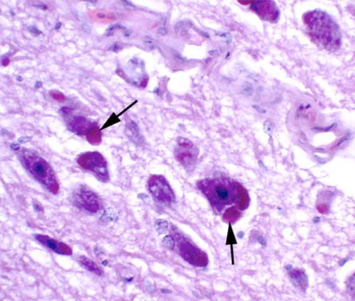 inclusion body disease in snake