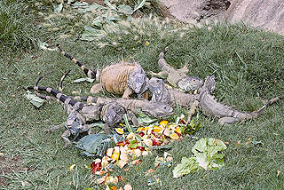 green iguana feeding