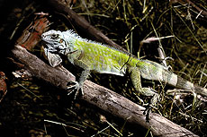 green iguana