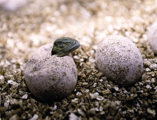 green iguana