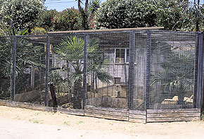 green iguana enclosure