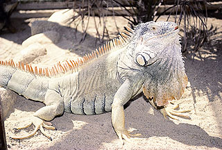 green iguana