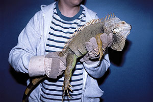 green iguana