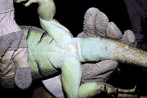 green iguana