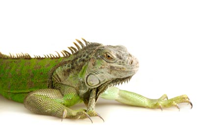 Green iguanas are among the most affected by the lack of UV light