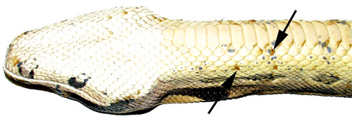 snake inclusion body disease