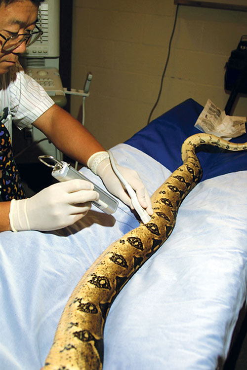 snake vets