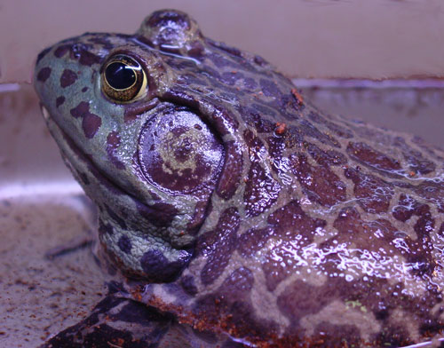 Chilean bullfrog