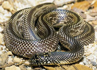 kingsnake