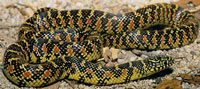 kingsnake