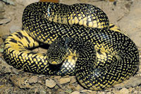 kingsnakes