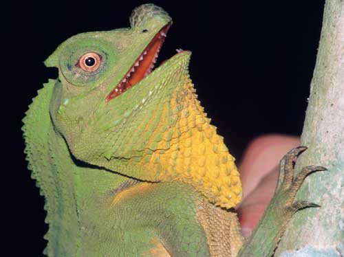 The largest agamid lizard of Sri Lanka is Lyriocephalus scutatus. This colorful species can be found in rain forests.