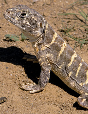 leopard lizards