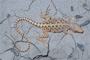 Leopard Lizard Care Tips and Information