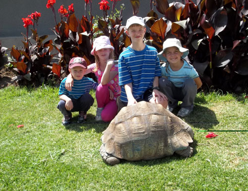 leopard tortoise