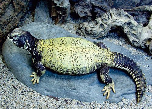 banded uromastyx